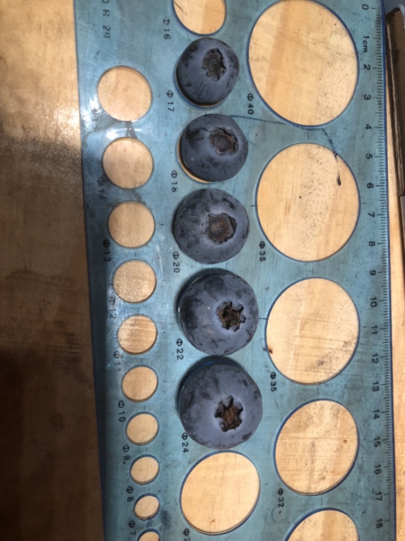 云南抚仙湖蓝莓顺丰空运基地直发一手货源