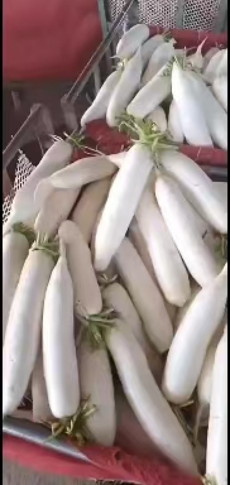 精品水洗白萝卜，三四五排，次品