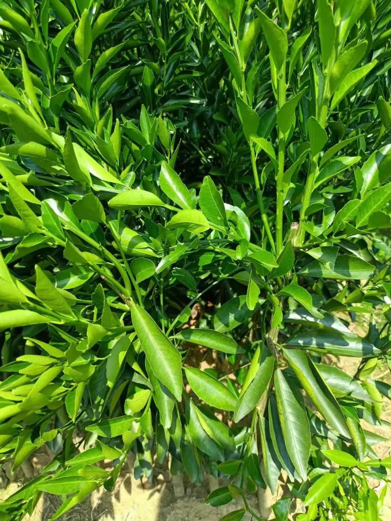 新会柑苗，茶枝柑苗，陈皮柑苗，柠檬嫁接原产地发货