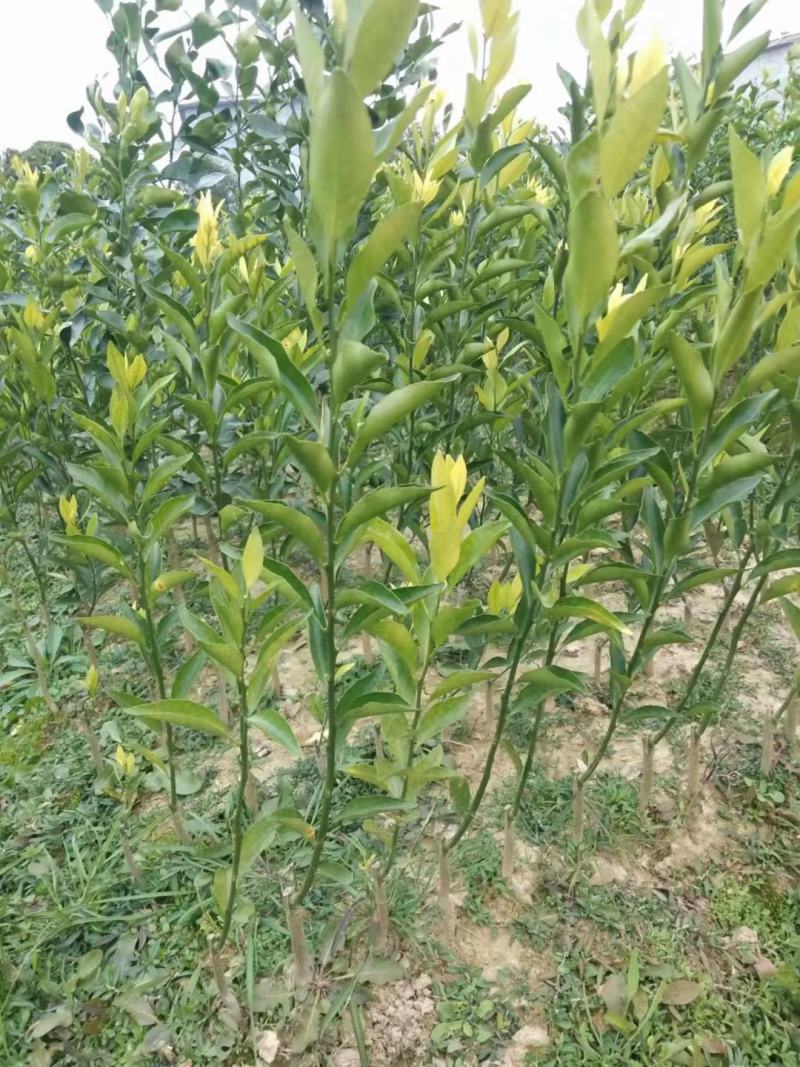 新会柑苗，茶枝柑苗，陈皮柑苗，柠檬嫁接原产地发货