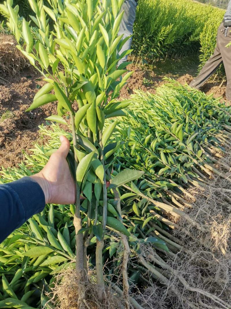 新会柑苗，茶枝柑苗，陈皮柑苗，柠檬嫁接原产地发货
