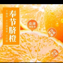 奉节脐橙，长虹，员红，72-1，夏橙，晚熟，一树果，小果