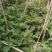 安顺产地供应烧烤茄供应市场商超供社区平台