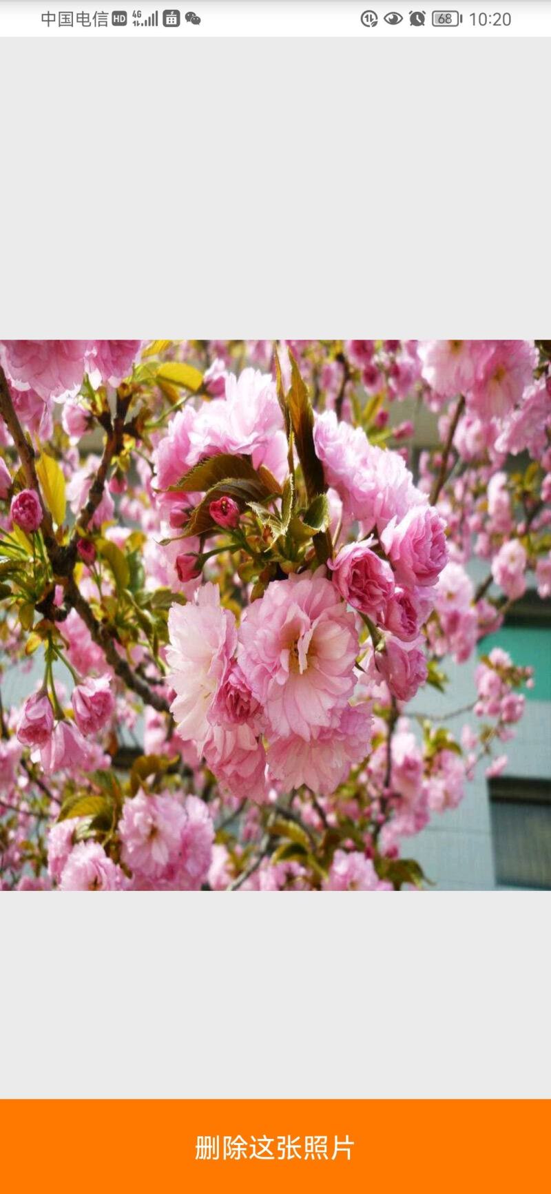 正宗日本樱花树苗樱花小苗南北方庭院地栽盆栽花树园林植物风