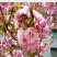 正宗日本樱花树苗樱花小苗南北方庭院地栽盆栽花树园林植物风