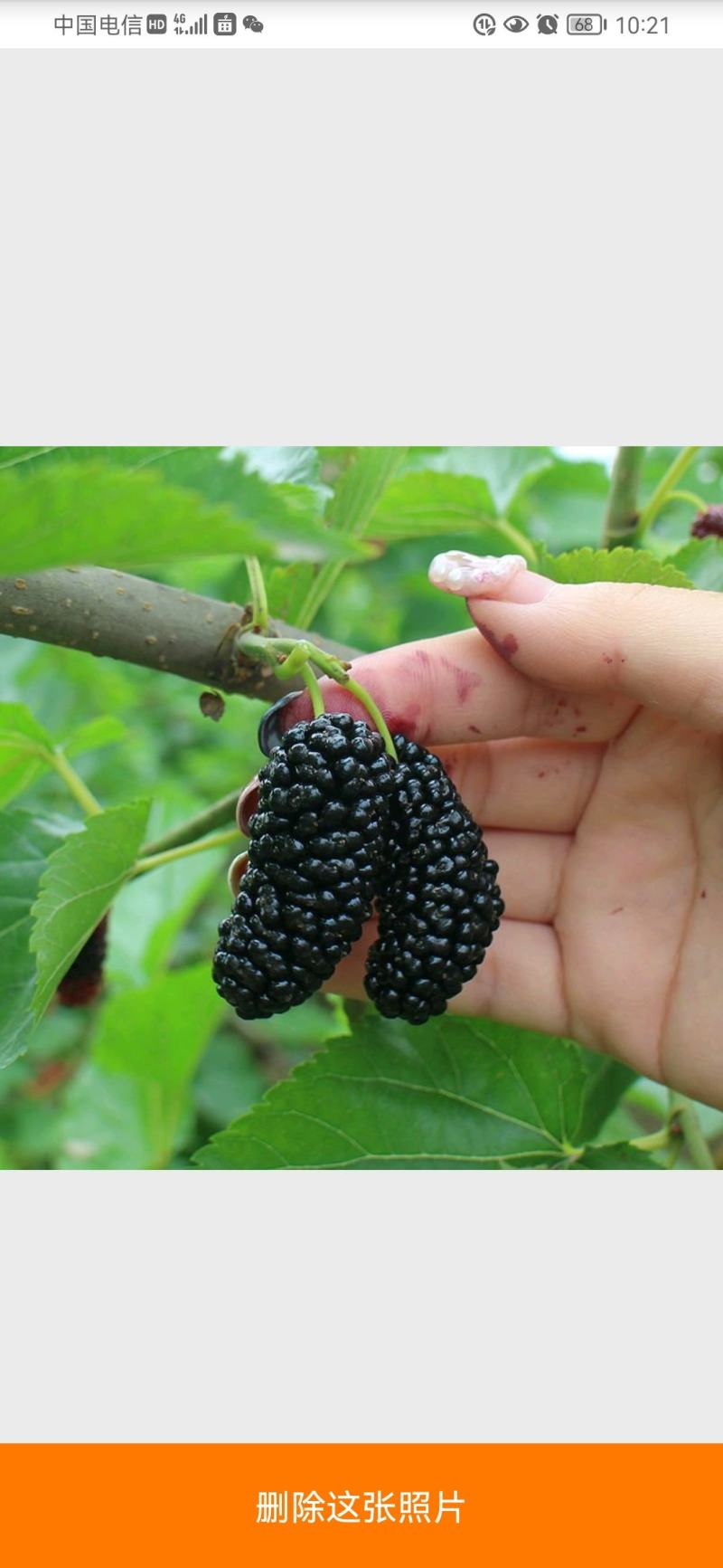 桑树苗桑葚树苗果树苗耐寒无籽四季南北方种植养蚕地盆栽当年