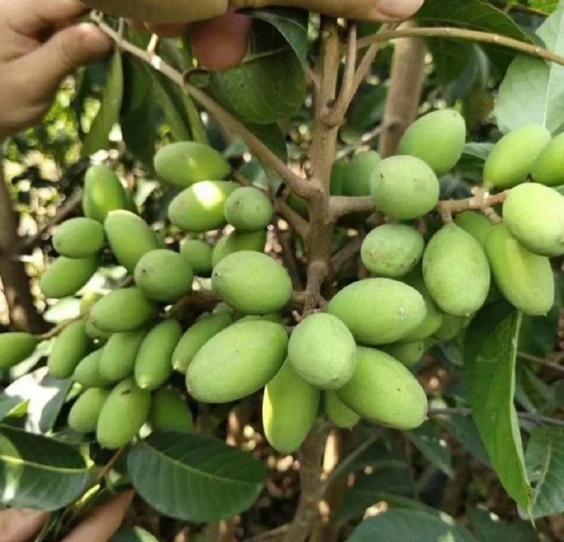 黑橄榄苗正宗嫁接黑橄榄苗黄橄榄苗甜橄榄苗南北方可种植