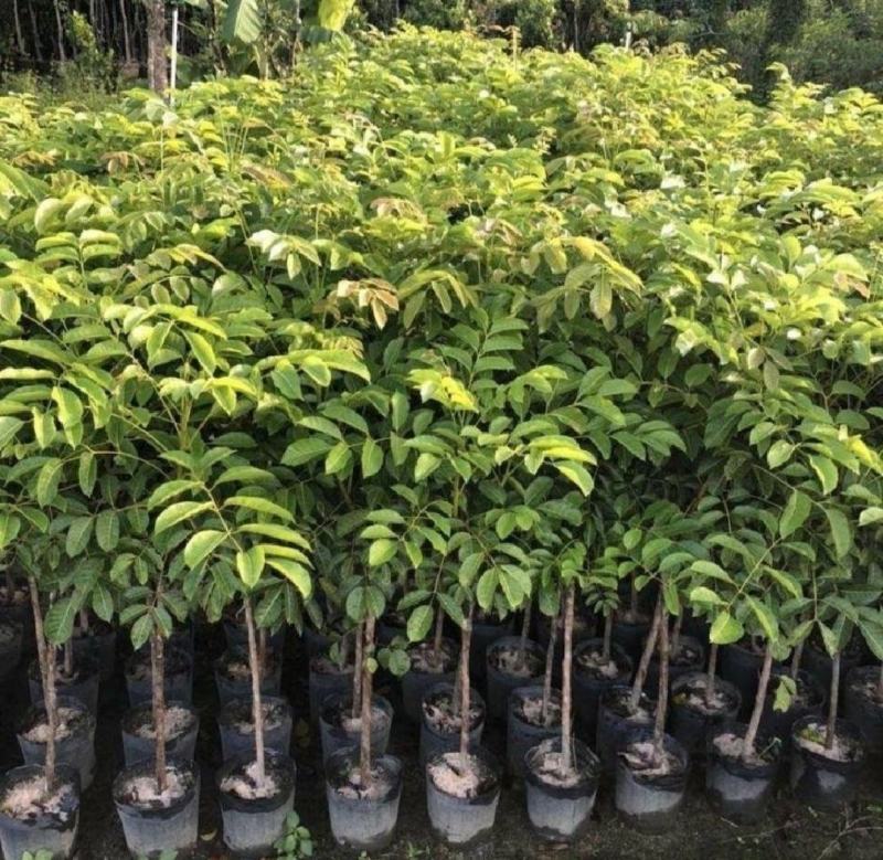 黑橄榄苗正宗嫁接黑橄榄苗黄橄榄苗甜橄榄苗南北方可种植