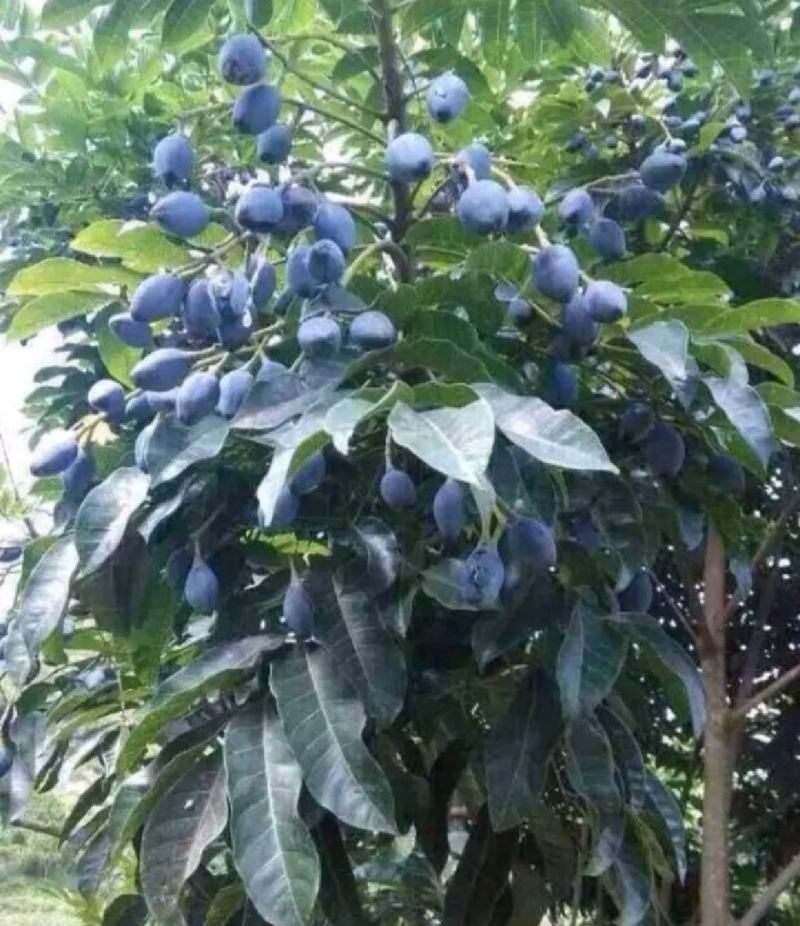 黑橄榄苗正宗嫁接黑橄榄苗黄橄榄苗甜橄榄苗南北方可种植