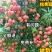 适合北方种植无核妃子笑荔枝果树苗地栽盆栽庭院嫁接南方不包