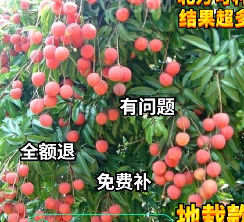 适合北方种植无核妃子笑荔枝果树苗地栽盆栽庭院嫁接南方不包