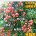 适合北方种植无核妃子笑荔枝果树苗地栽盆栽庭院嫁接南方不包
