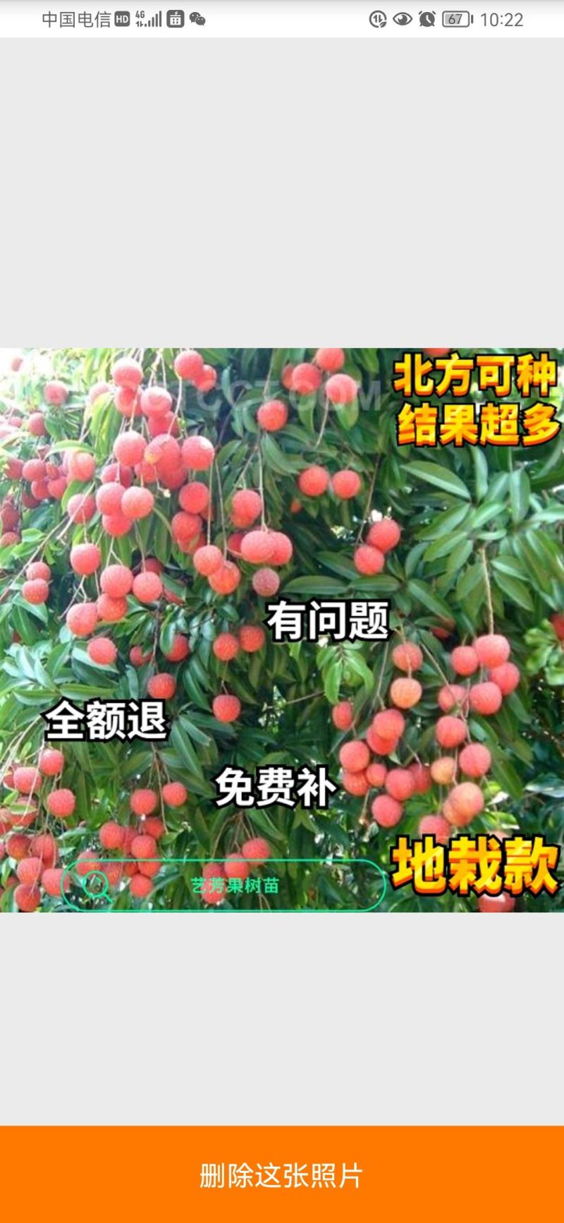 适合北方种植无核妃子笑荔枝果树苗地栽盆栽庭院嫁接南方不包