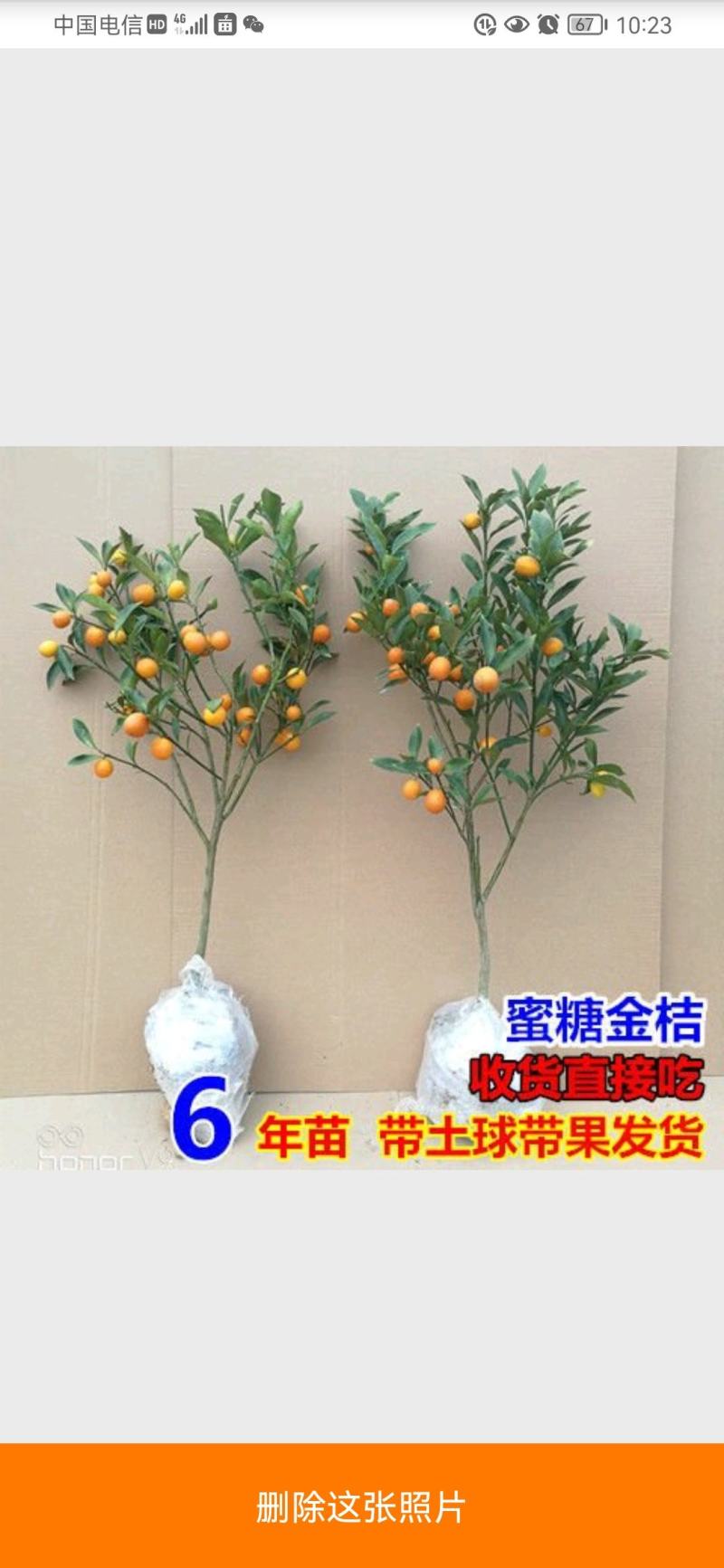 砂糖橘子树苗嫁接桔子苗金桔南方北方种植地栽盆栽果树苗当年