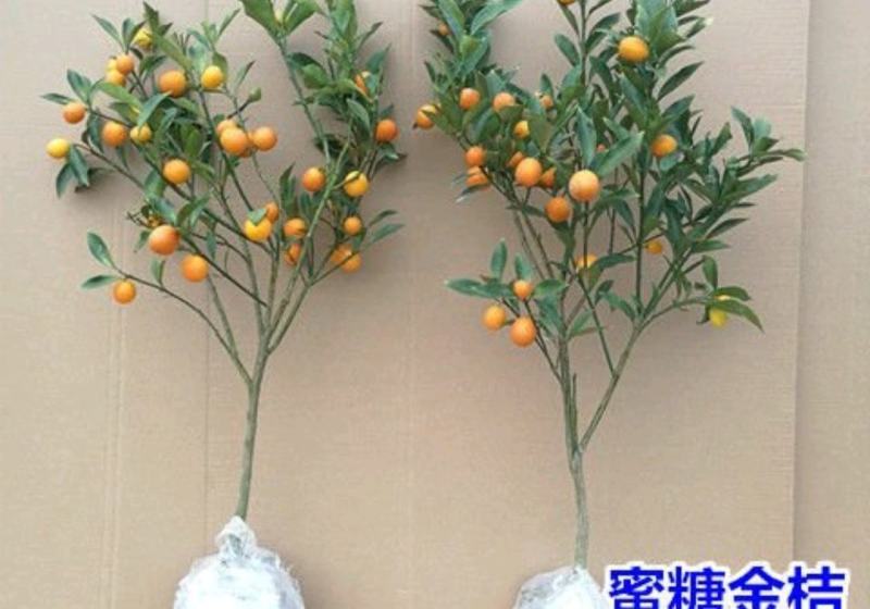 砂糖橘子树苗嫁接桔子苗金桔南方北方种植地栽盆栽果树苗当年