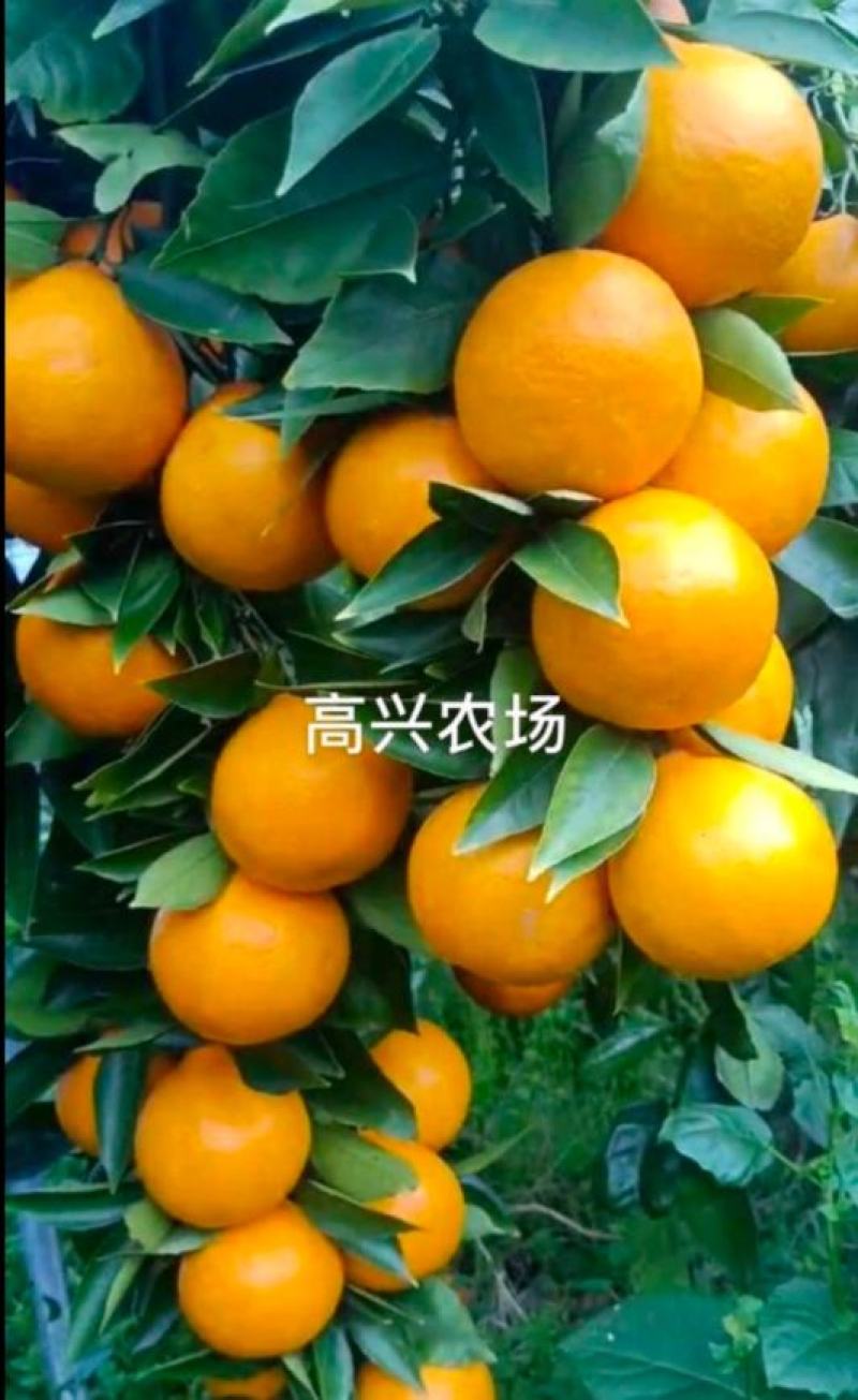 黄美人苗木爱媛68枝条象山晓塘新品柑橘正宗