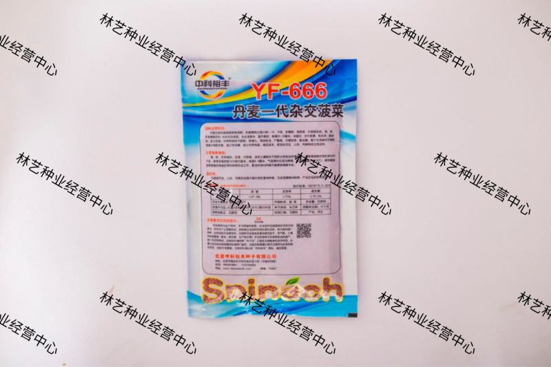 YF-666菠菜种子丹麦一代杂交高端抗病春秋冬季速生耐运