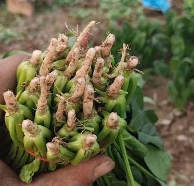 YF-666菠菜种子丹麦一代杂交高端抗病春秋冬季速生耐运