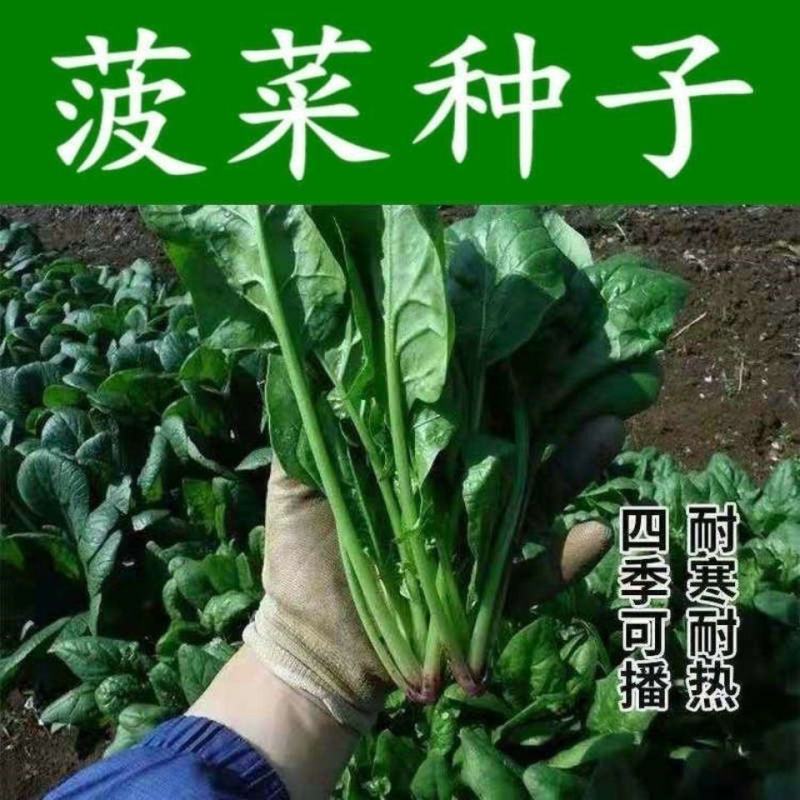 YF-666菠菜种子丹麦一代杂交高端抗病春秋冬季速生耐运