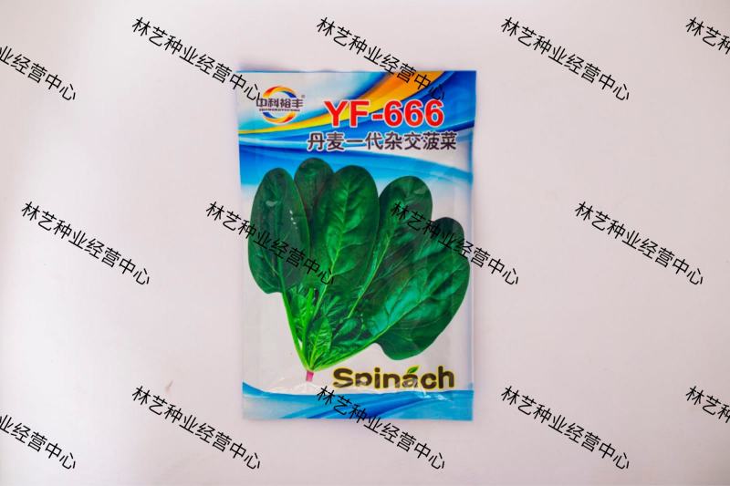 YF-666菠菜种子丹麦一代杂交高端抗病春秋冬季速生耐运