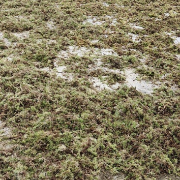 水苔出售