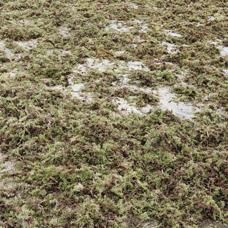 水苔出售