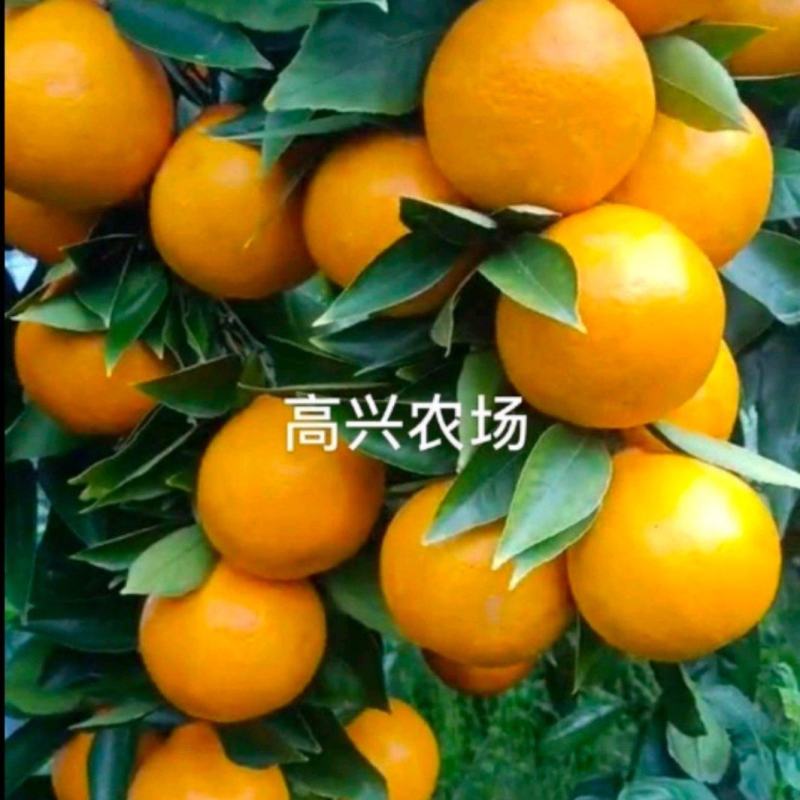 象山黄美人柑橘苗爱媛68号枝条正宗象山晓塘黄美人