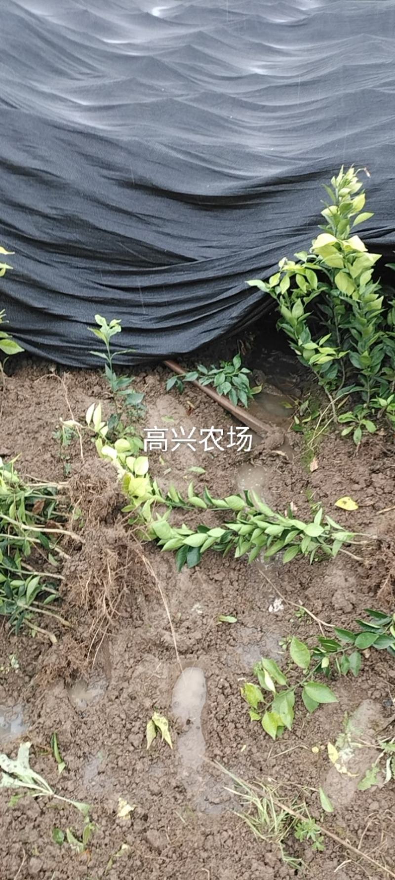 象山黄美人柑橘苗爱媛68号枝条正宗象山晓塘黄美人