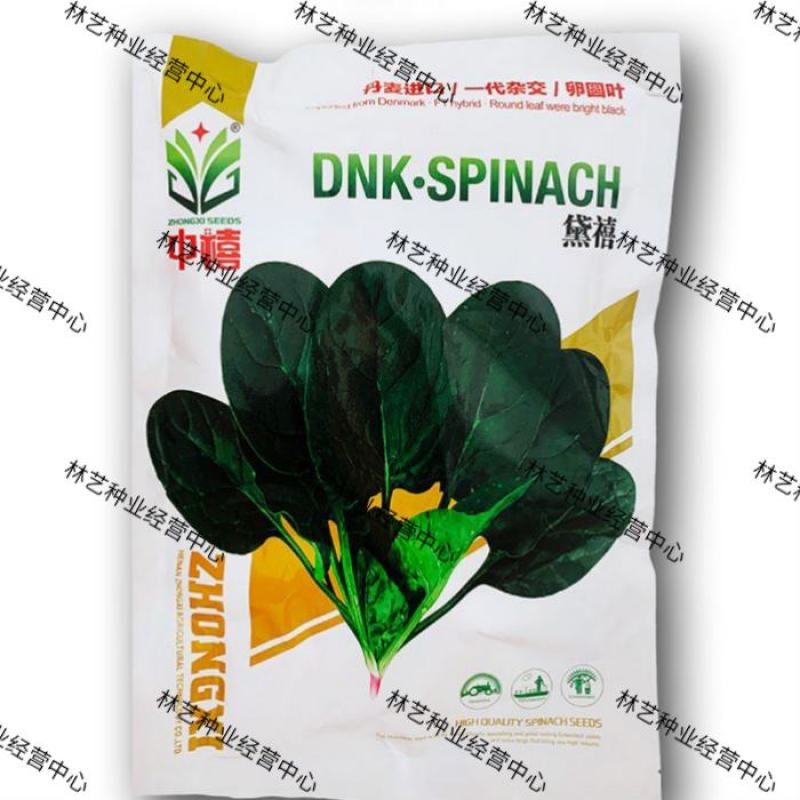 中禧农业黛禧菠菜种子大叶菠菜种子阳台庭院农田种植菠菜种籽