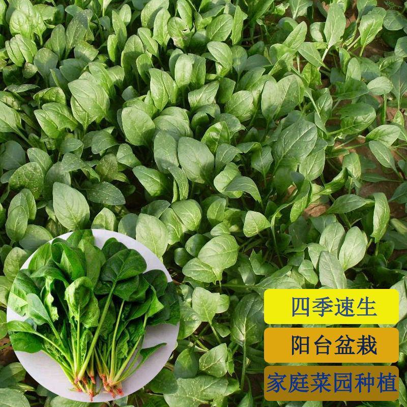 中禧农业黛禧菠菜种子大叶菠菜种子阳台庭院农田种植菠菜种籽