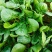 中禧农业黛禧菠菜种子大叶菠菜种子阳台庭院农田种植菠菜种籽