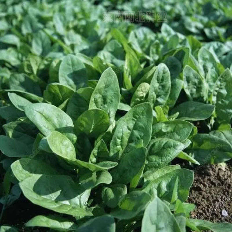 中禧农业黛禧菠菜种子大叶菠菜种子阳台庭院农田种植菠菜种籽