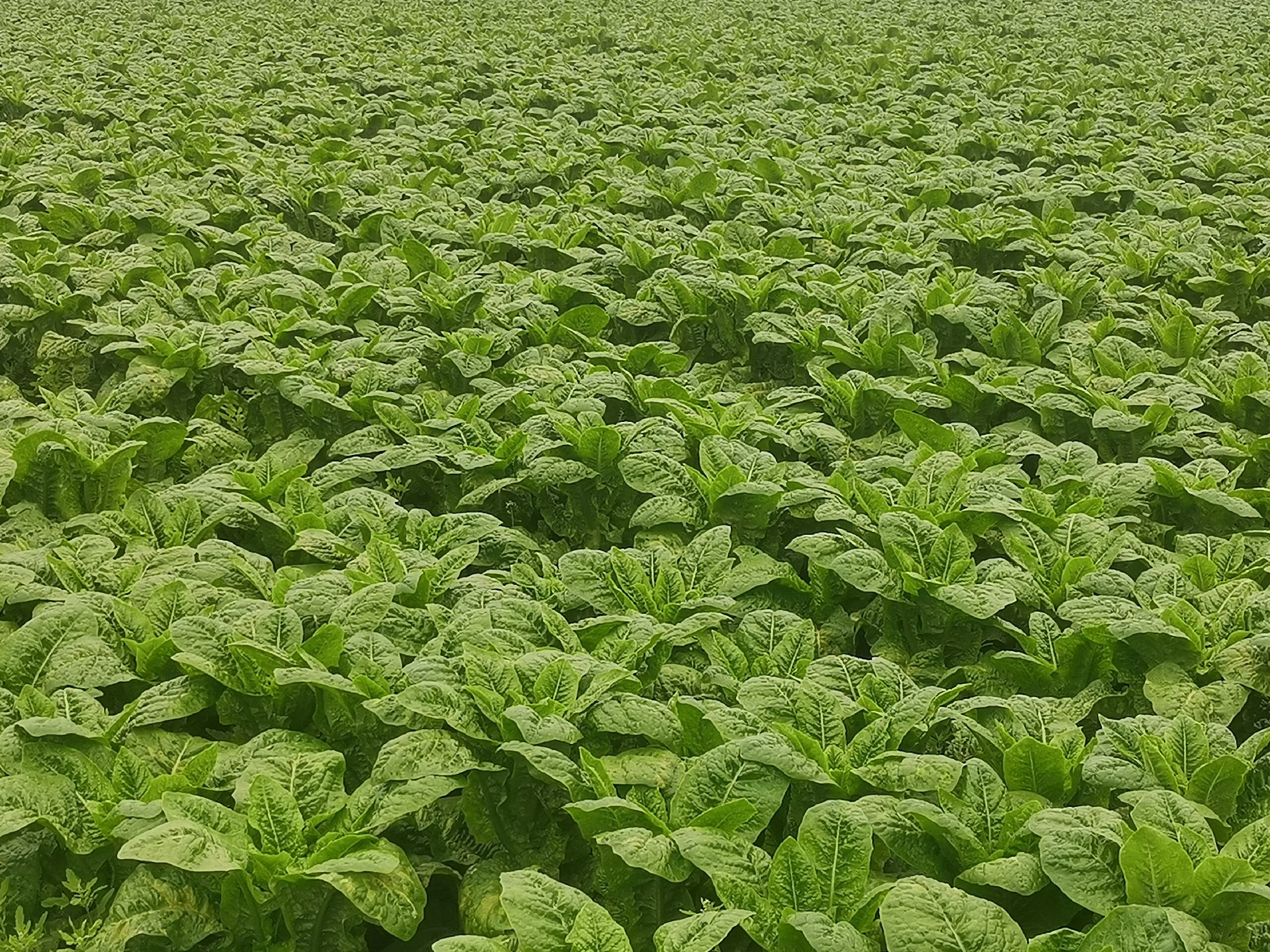 新鲜的尖叶莴笋叶,绿色叶片带有锯齿边缘,背景为田园环境 莴笋叶特写