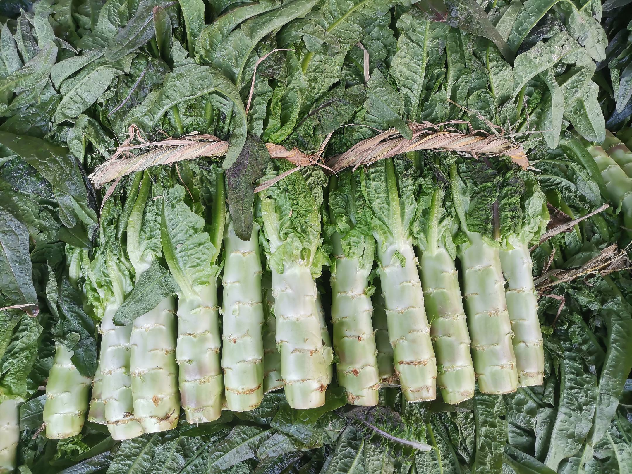 新鲜采摘的尖叶莴笋叶片特写