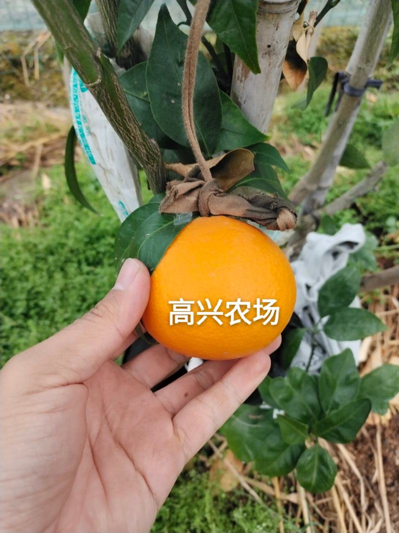 象山黄美人柑橘苗爱媛68号枝条正宗象山晓塘黄美人