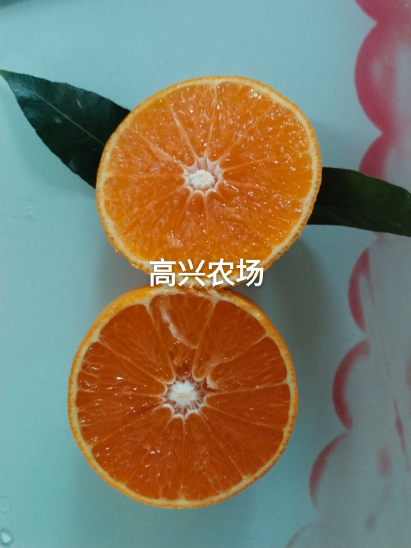 象山黄美人柑橘苗爱媛68号枝条正宗象山晓塘黄美人