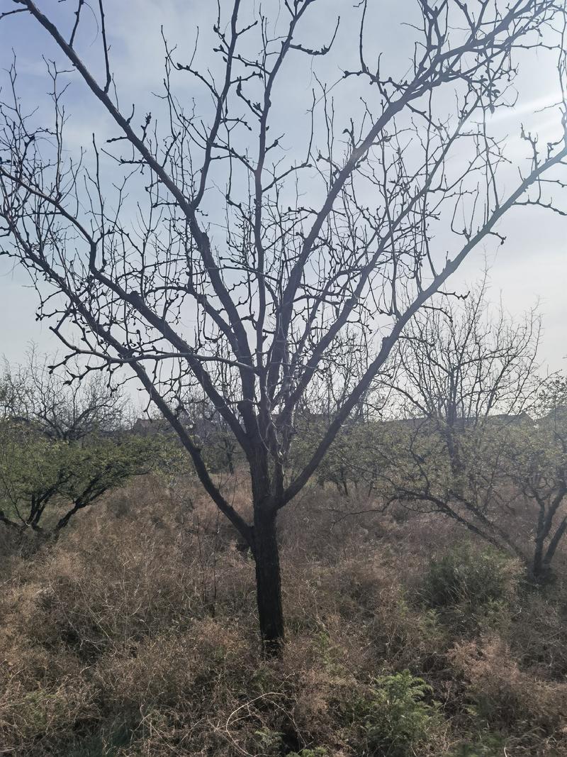 【推荐】龙枣冬枣树3-20公分以上土球全冠品种齐全