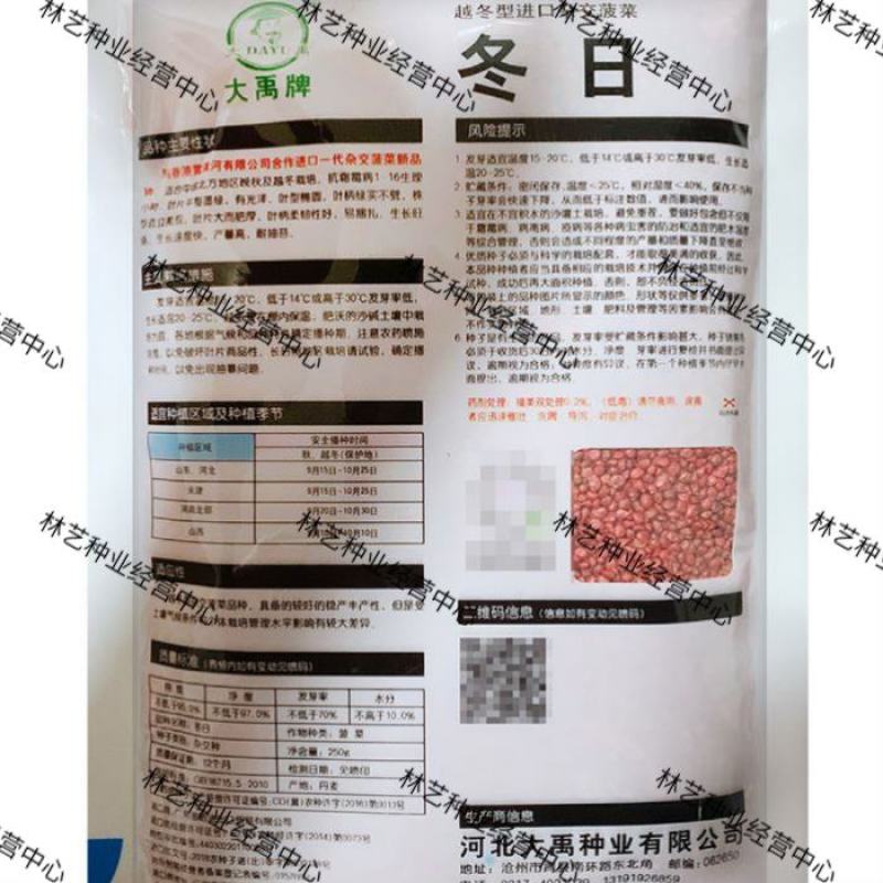 冬日菠菜种子大叶菠菜种子抗病耐寒耐热越冬型进口杂交菠菜种