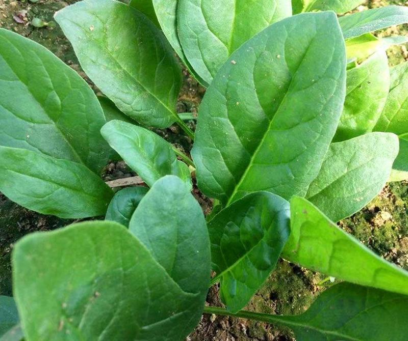冬日菠菜种子大叶菠菜种子抗病耐寒耐热越冬型进口杂交菠菜种