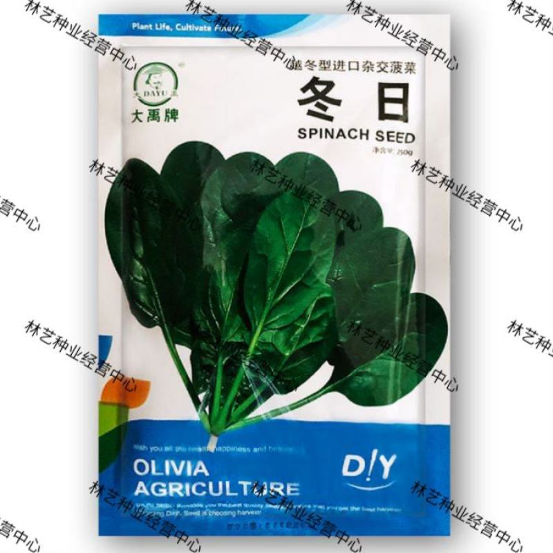 冬日菠菜种子大叶菠菜种子抗病耐寒耐热越冬型进口杂交菠菜种