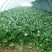 冬日菠菜种子大叶菠菜种子抗病耐寒耐热越冬型进口杂交菠菜种