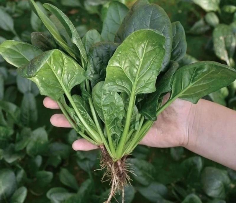 冬日菠菜种子大叶菠菜种子抗病耐寒耐热越冬型进口杂交菠菜种