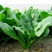 冬日菠菜种子大叶菠菜种子抗病耐寒耐热越冬型进口杂交菠菜种