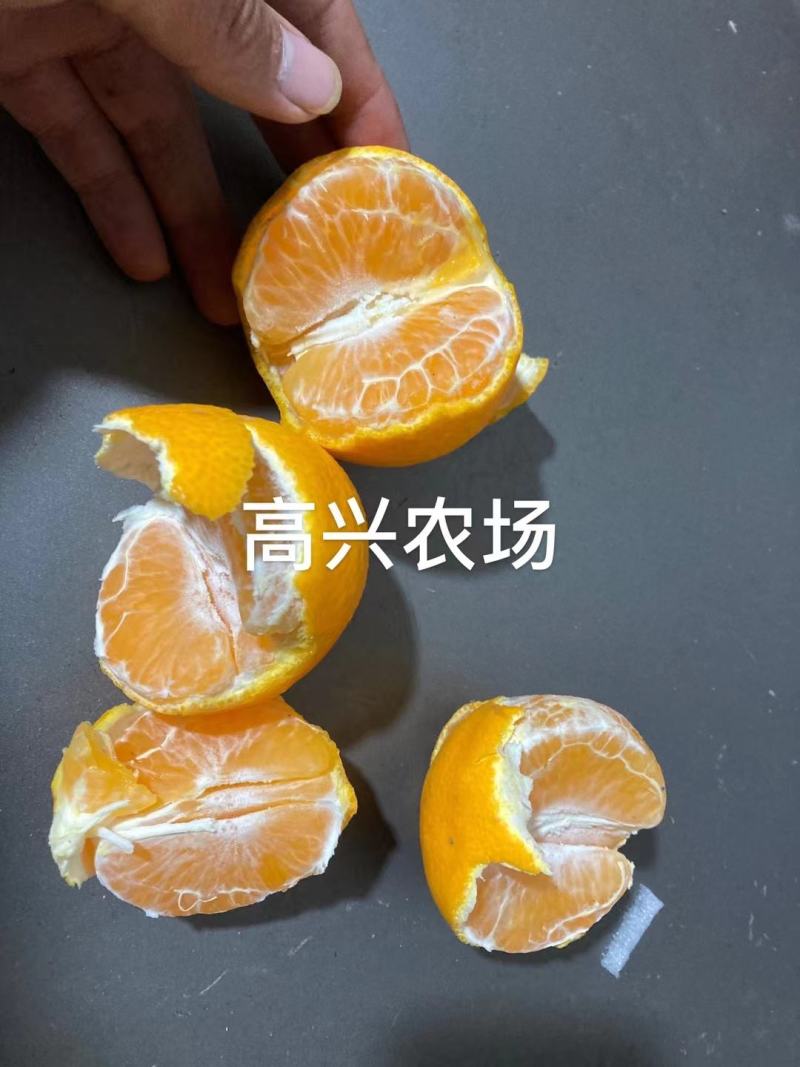 黄美人苗木爱媛68枝条象山晓塘新品柑橘正宗