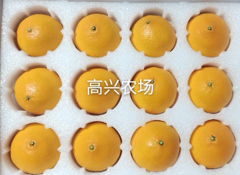 黄美人苗木爱媛68枝条象山晓塘新品柑橘正宗
