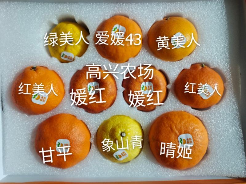 黄美人苗木爱媛68枝条象山晓塘新品柑橘正宗