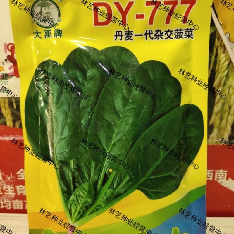 大禹DY-777菠菜种子丹麦进口一代杂交耐抽薹抗病耐运输