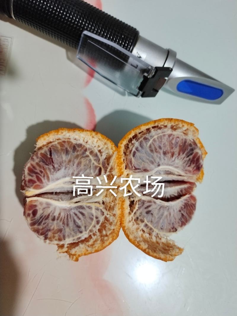 媛红碰柑枝条媛红碰柑柑橘苗象山新品柑橘