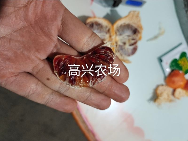 媛红碰柑枝条媛红碰柑柑橘苗象山新品柑橘