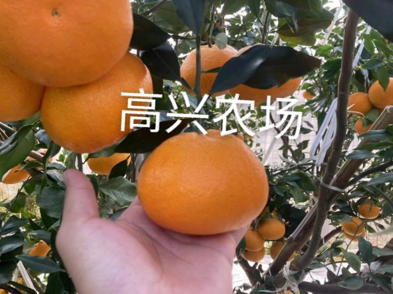 爱媛46象山新品柑橘正宗苗木嫁接枝条